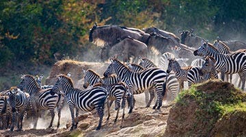 mara-fly-in-tipilikwani-mara-camp-02