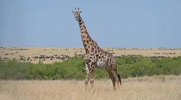mara-fly-in-tipilikwani-mara-camp-03