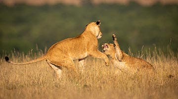 Masai-Mara-01-3
