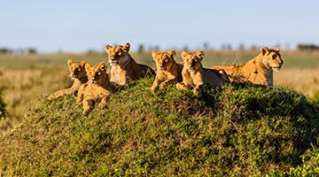 masai-mara-01-base
