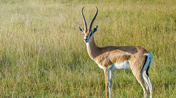 masai-mara-01-lanakuru