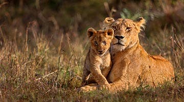 masai-mara-01-mx02