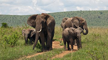 masai-mara-02-lege