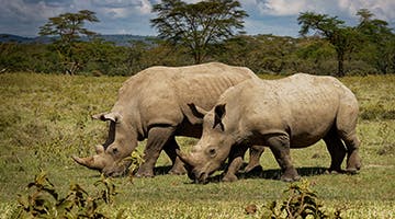 masai-mara-02-mxnakuru