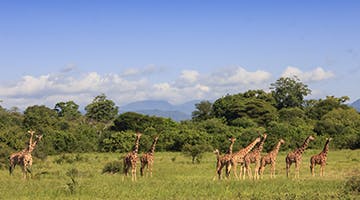 meru-national-park-01-ele