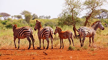 meru-national-park-02-elew
