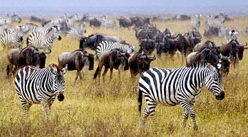 mtkenya-masai-mara-adventure-02