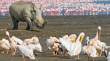 mtkenya-masai-mara-adventure-04