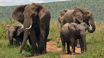 mtkenya-masai-mara-adventure-06