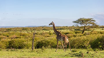 naboisho-conservancy-base