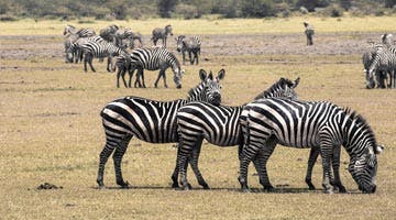 nairobi-national-park