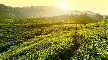 nuwara-eliya-tea-plantation-es