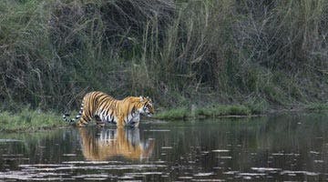 on-the-tiger-trail-06