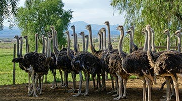 Oudtshoorn-02-01