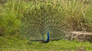 pench-02-saty