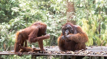 Pondok-Tanggui-ury