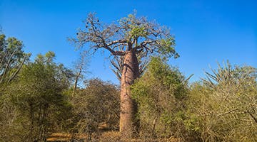 reniala-reserve-best