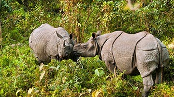 rhinos-of-kaziranga-14