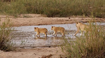 sabi-sabi-private-game-reserve-012