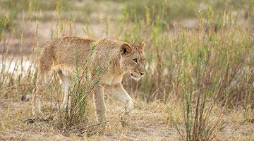 sabi-sabi-private-game-reserve-02