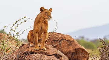 samburu-national-reserve-01