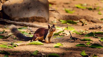 satpura-national-park-sat