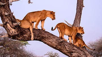 selous-a-la-carte-01