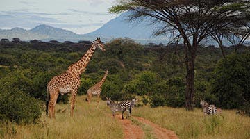 selous-a-la-carte-02