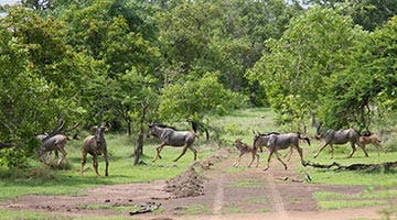 selous-a-la-carte-03
