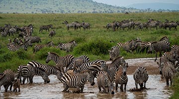 serengeti-national-park-02-tanfal2