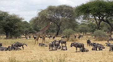 sky-safari-tanzania-classic-02