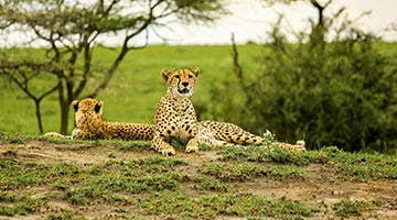 sky-safari-tanzania-classic-03