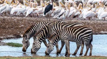 sky-safari-tanzania-classic-06