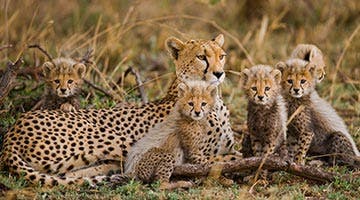 sky-safari-tanzania-classic-07