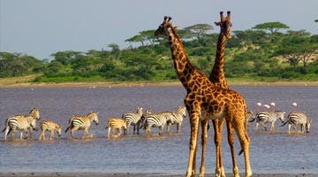 sky-safari-tanzania-classic-08