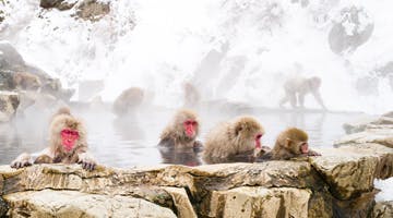 snow-monkey-park-sumoext.