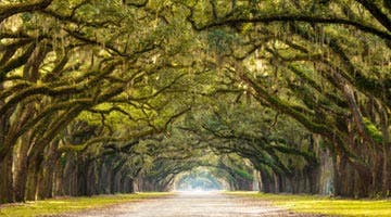 southern-heritage-13