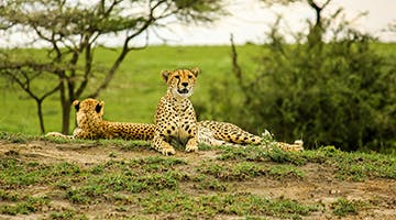 Tarangire-01-tahhigh