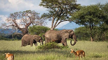 tarangire-national-park-01reson