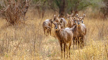 tarangire-national-park-02
