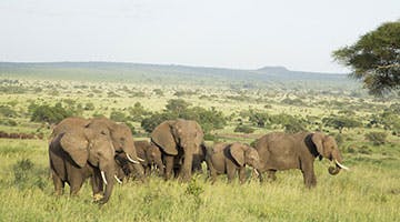 Tarangire-Park-01-ttarai
