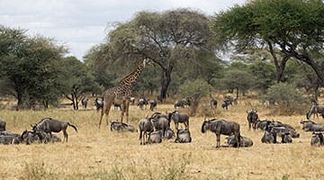 Tarangire-Park-02-ttrail