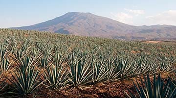 tequila-01-sjah