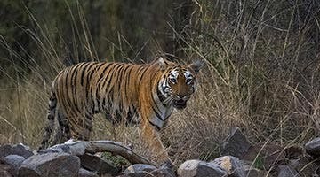 the-wild-and-rustic-india-03