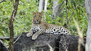 the-wild-and-rustic-india-06