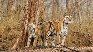 the-wild-and-rustic-india-08