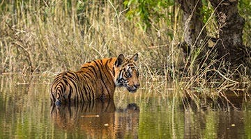 tiger-trails-of-india-07