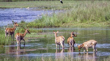 tiger-trails-of-india-08