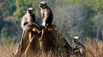 tiger-trails-of-india-10-11