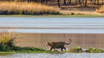tigers-and-the-taj-07